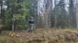 В Пинежском округе медведь убил ушедшего за ягодами мужчину
