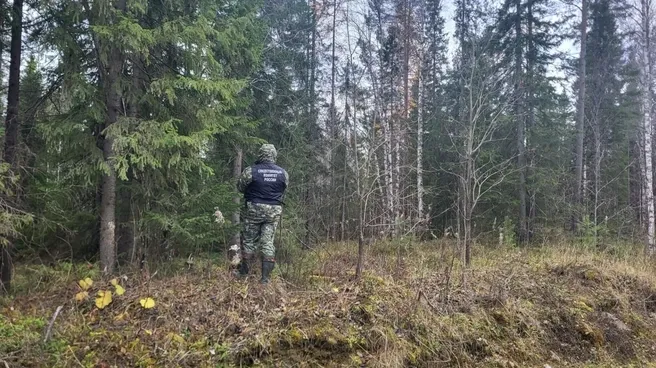 В Пинежском округе медведь убил ушедшего за ягодами мужчину