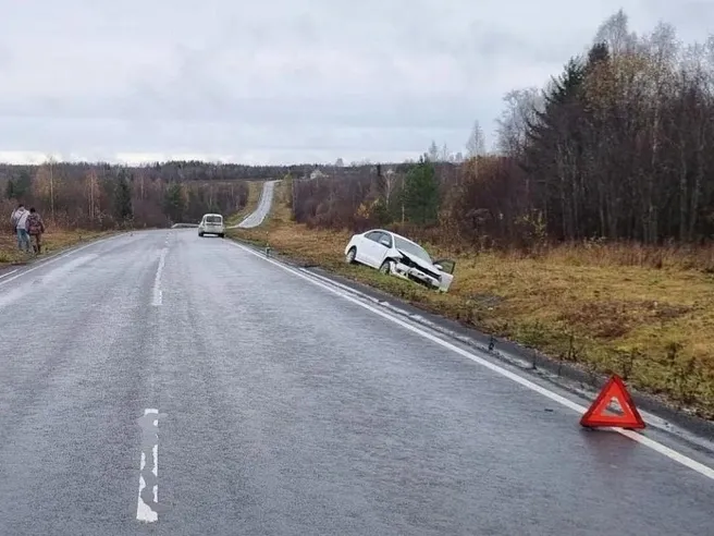 В Коношском районе водитель сбил кабана: штраф до 30 тысяч