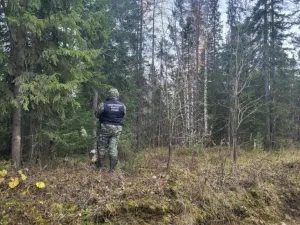 В Пинежском округе медведь насмерть загрыз 49-летнего мужчину