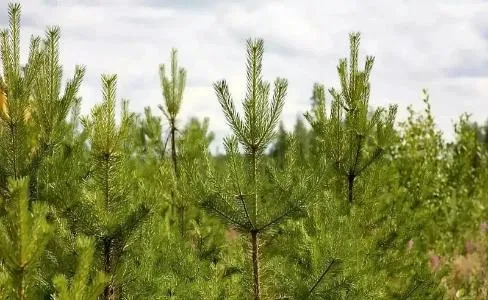 В Архангельской области 37,7 тыс. гектара вырубок стали лесом